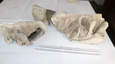 Yozgat'ta 8 milyon yıllık fosil bulundu