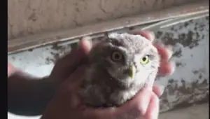Yaban hayvanlarını internette satıp Türkiye'nin her yerine yolluyorlar