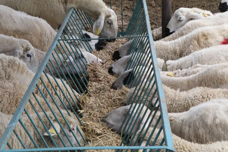 Kurban keserken dikkat! Cezalar el yakıyor 4