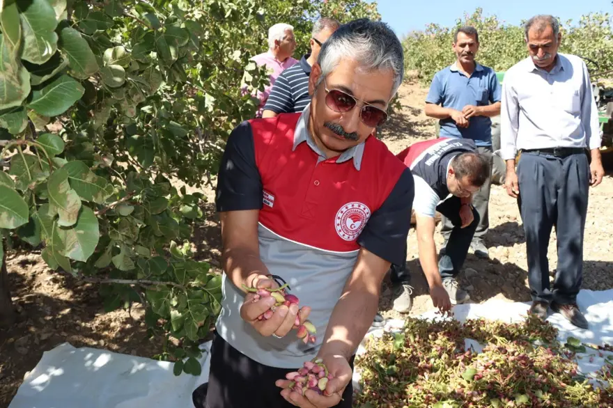 304 bin dekar alanda yetiştirildi: Hasadı başladı 2 304 bin dekar alanda yetiştirildi: Hasadı başladı 2