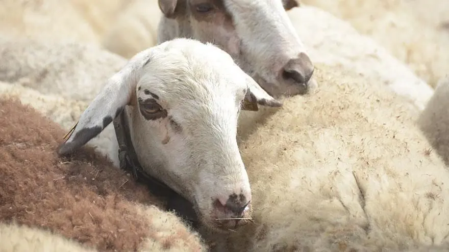 Kurban Bayramı takvimi 2024: Kurban Bayramı ne zaman, bayram tatili 9 gün mü olacak? 