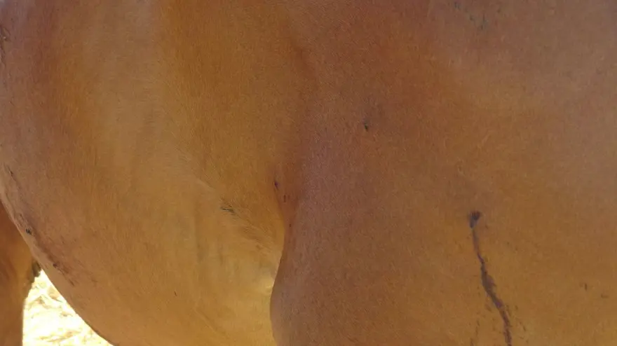 Batman'da ata tüfekli saldırı (Vücudundan 18 saçma çıktı) 6