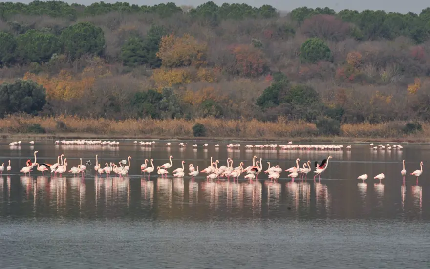 Hersek Lagünü'nde kuş türü sayısı 238'e yükseldi 14 Hersek Lagünü'nde kuş türü sayısı 238'e yükseldi 14