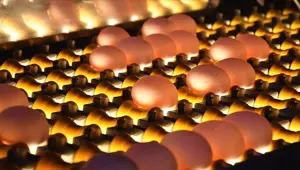 Tavuk yumurtası üretiminde rekor