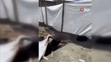 Yer altında saklanırken yakalandılar