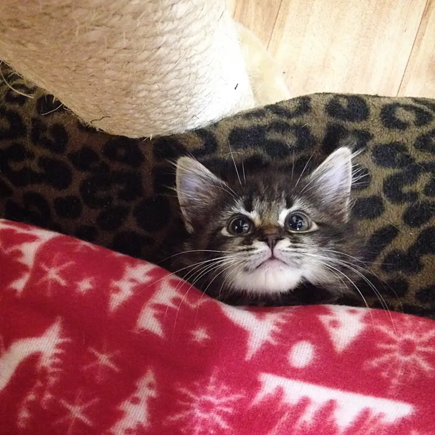 Hayatını kedileri kurtarmaya adadı 70