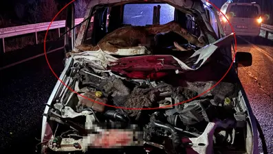 Mardin’de feci kaza: At ön camdan içeri girdi