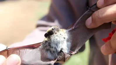Salda Gölü'nde nesli tehdit altında olan alaca sansar ve cüce yarasa görüldü