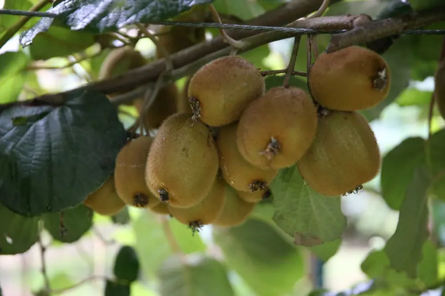 Kilogram fiyatı belli oldu: Kasım ayında hasat yapılacak Kilogram fiyatı belli oldu: Kasım ayında hasat yapılacak