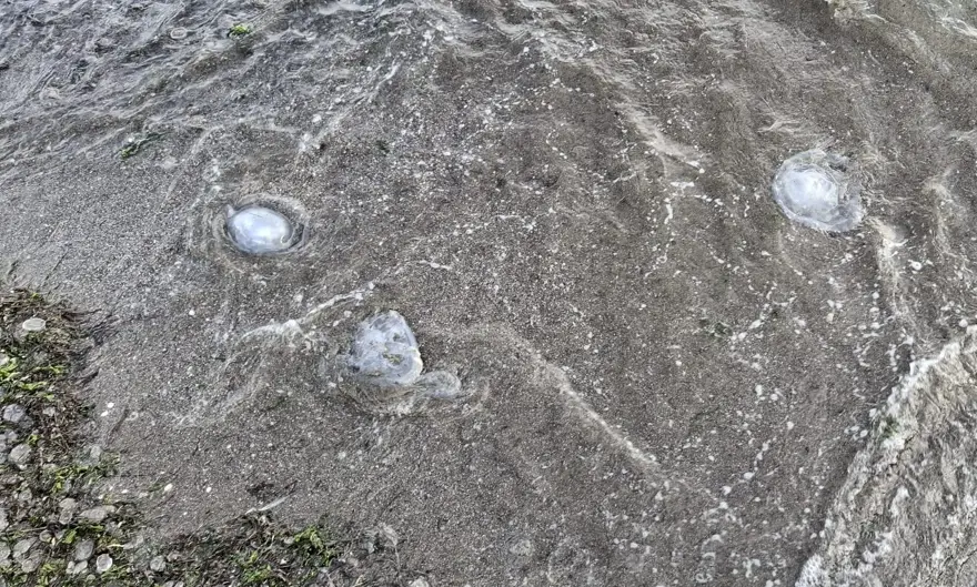 Binlerce denizanası kıyıya toplandı: Deniz yüzeyi görünmüyor! 3