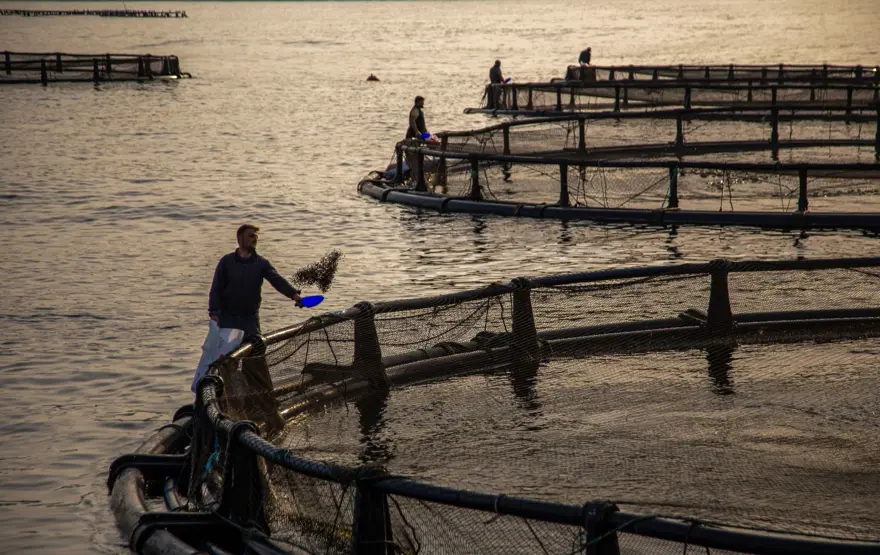Balık fotoğrafı yarışmasında kazananlar belli oldu 14
