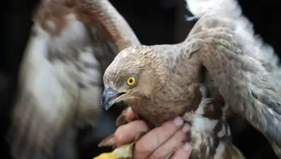 İstanbul’da yaralı şahin bulundu