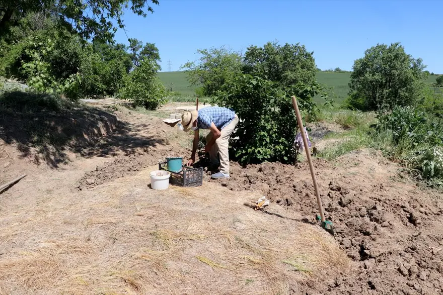 Edirne'de "mucize bitki" diye adlandırılan safranın soğan hasadına başlandı 4