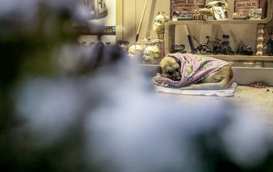 Sokak hayvanlarına battaniyeli koruma 13 Sokak hayvanlarına battaniyeli koruma 13