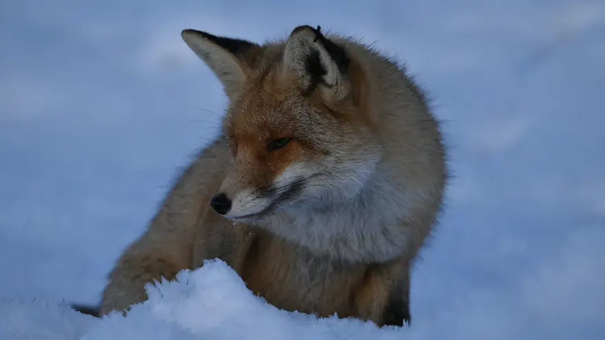 Kendisine verilen etlerin bir kısmını yedi, kalanını da kara gömdü 