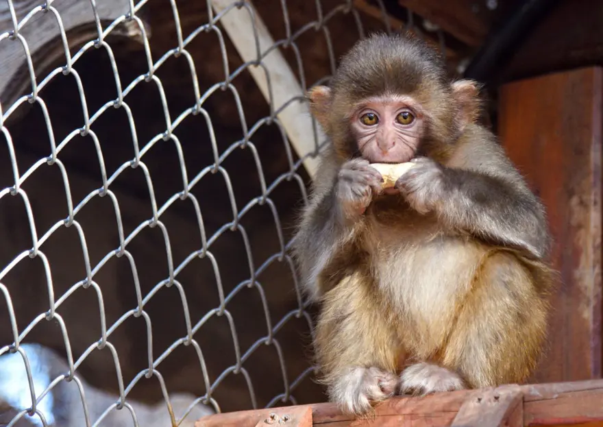 Koli içinde bulunmuştu: "Fıstık"a Antalya havası yaradı 