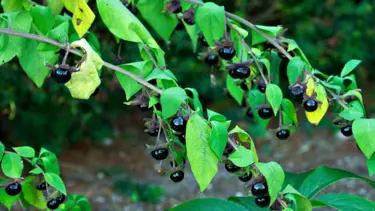 Düzce'de 6 kişi yedikleri ottan zehirlendi
