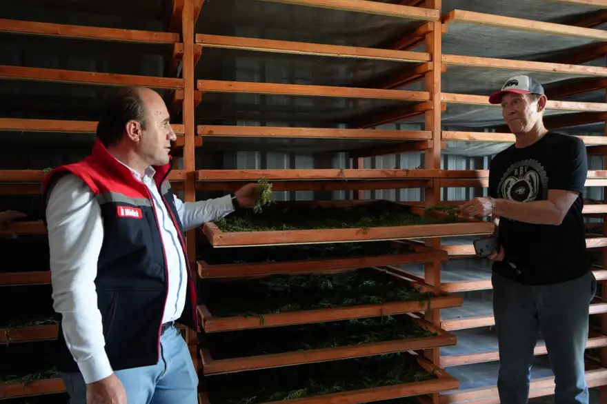 Coğrafi işaretli Bayburt tarhunu alıcı buldu: Amerika'ya ihraç edilecek 2