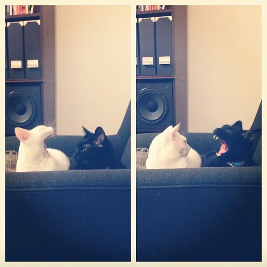 Hayatını kedileri kurtarmaya adadı 79