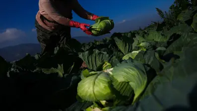 Kışlık sebze tezgaha iki hafta geç çıktı