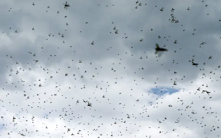 Çekirge istilası uyarısı: 20 kat daha büyük 