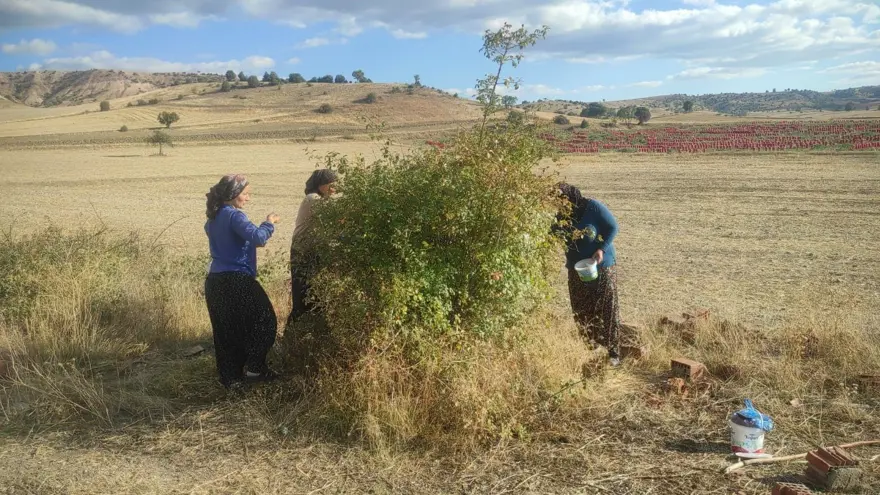 Doğadan toplaması çok zahmetli: C vitamini deposu, kışın vazgeçilmezi 4 Doğadan toplaması çok zahmetli: C vitamini deposu, kışın vazgeçilmezi 4