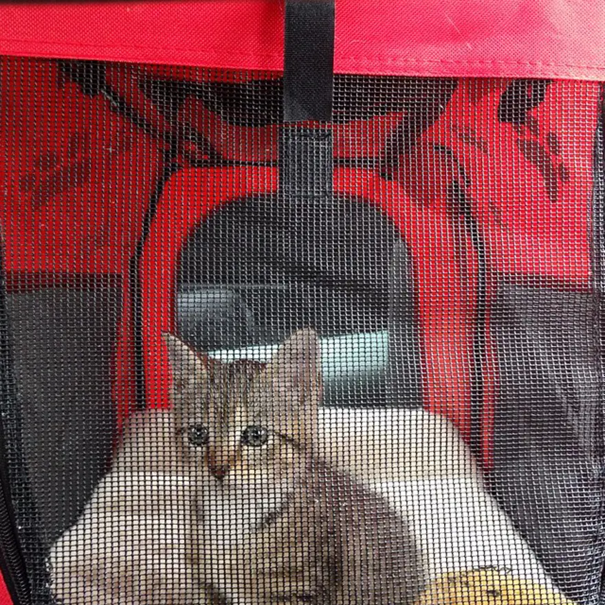 Hayatını kedileri kurtarmaya adadı 115