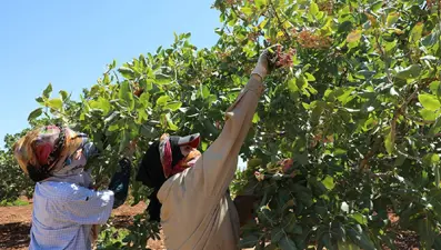 Antep fıstığında "yok" yılı: Fiyatlar katlandı
