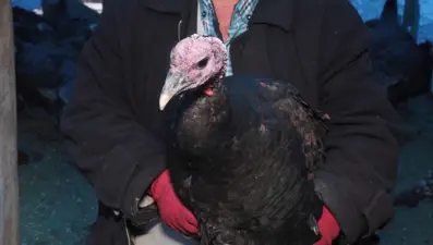 Yılbaşı öncesi hindiler tezgahta kaldı