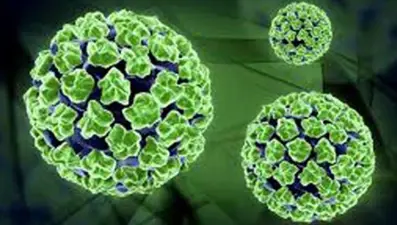 Ölümcül Nipah virüsü meyvelerde yaşayamıyor