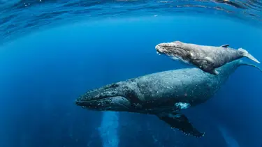 Uzun yaşamın anahtarı balinada:  İnsan ömrünü uzatmanın sırrı çözüldü