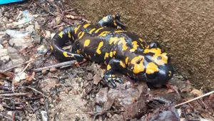 Nesilleri tehdit altında: Bitlis'te sarı benekli semenderler görüldü