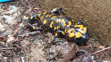 Nesilleri tehdit altında: Bitlis'te sarı benekli semenderler görüldü