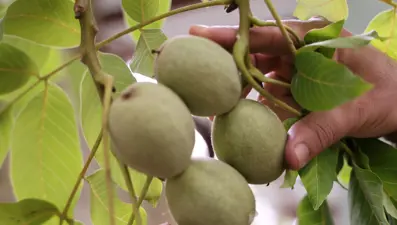 Küresel ısınma cevizi de vurdu