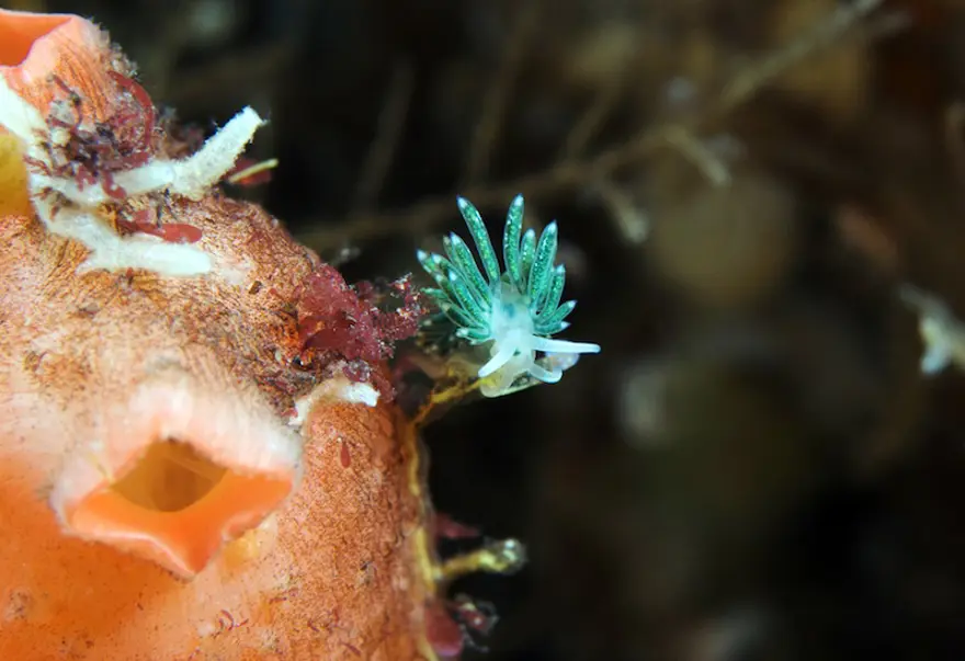 Beyaz Deniz'in harikaları 120