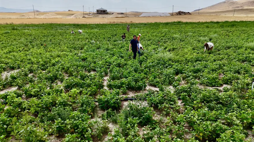 Ağrı'da yetişmez dediler: Yüksek verimiyle dikkat çekti 2