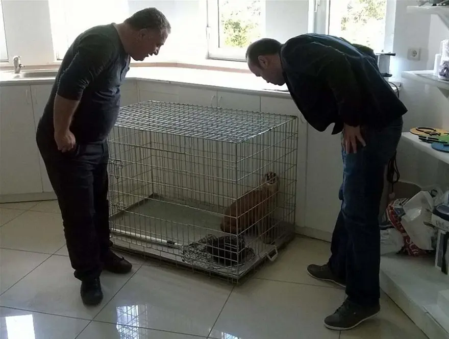 Muğla'da karakulak bulundu 4