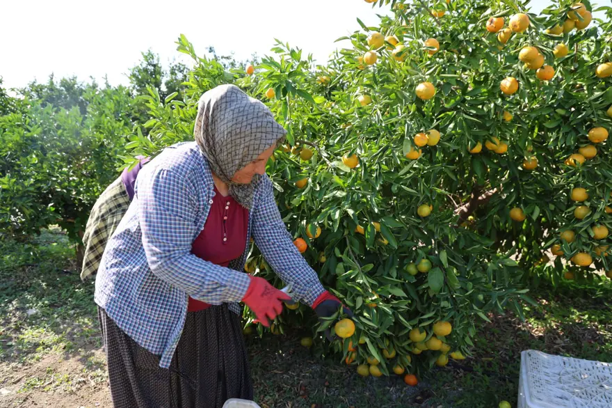 En ucuz meyve: 8 TL'ye kadar düştü 