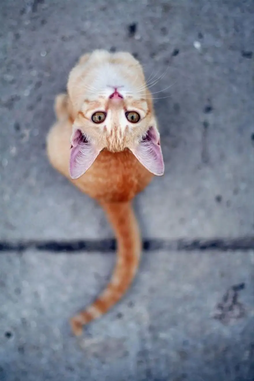 İnternetin yeni fenomenleri 136