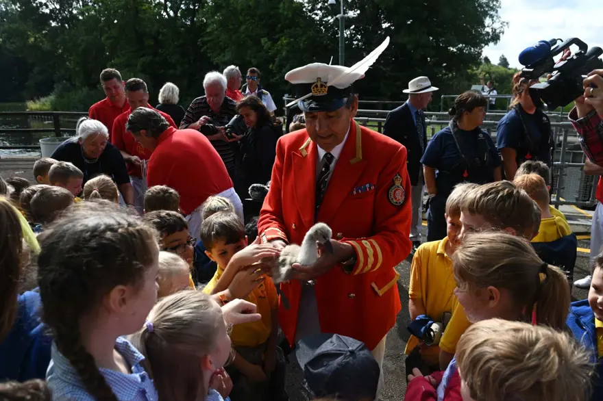 İngiltere'nin 838 yıllık geleneği: Kuğu nüfus sayımı 8