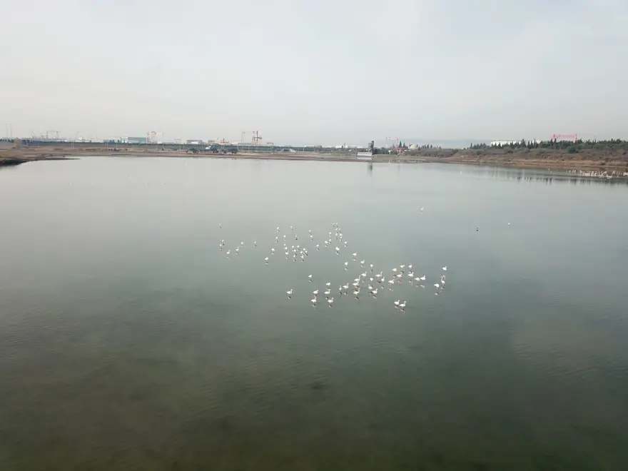 Hersek Lagünü'nde kuş türü sayısı 238'e yükseldi 12 Hersek Lagünü'nde kuş türü sayısı 238'e yükseldi 12