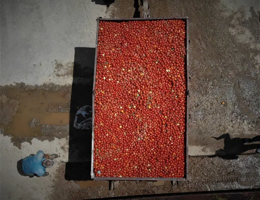 Salçalık domates tarlada 50 kuruş, salçanın kilosu ise markette 12 lira 8 Salçalık domates tarlada 50 kuruş, salçanın kilosu ise markette 12 lira 8