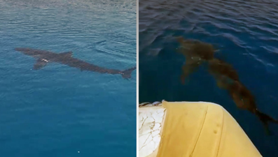 Uzun yıllardır izleniyordu, Gökova Körfezi'nde görüldü: Boyu yaklaşık dört metre