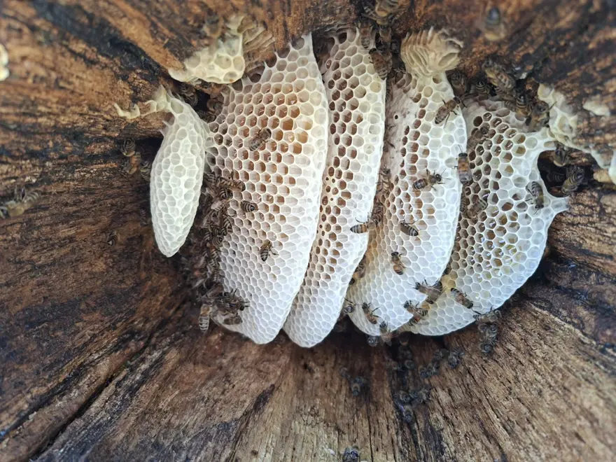 Kilosu 3 bin 500 TL: Geleneksel yöntemle hasat başladı 3