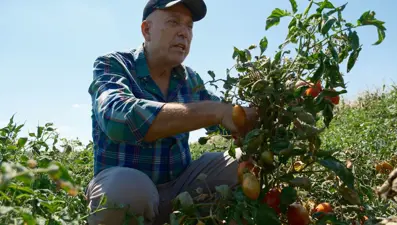 Londra'da kazandı, memleketine yatırımı yaptı: 10 yılda bin dönüm arazi satın aldı