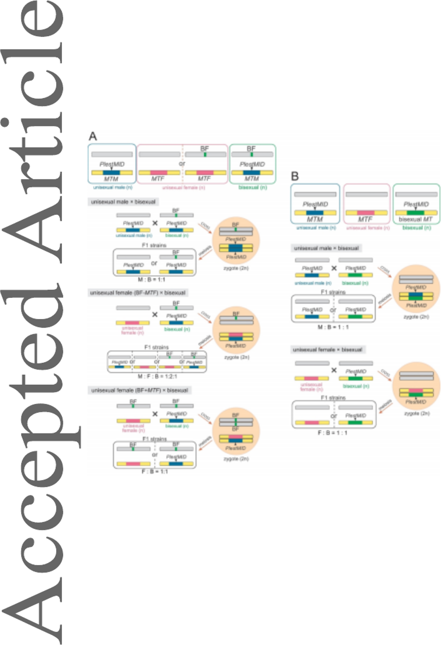 Dişi, erkek ve biseksüel: Üç farklı cinsiyete sahip tatlı su yosunu türü keşfedildi 3