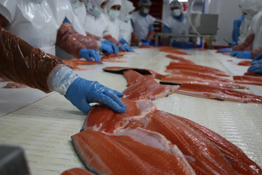 Elazığ'dan dünyaya Türk Somonu 9