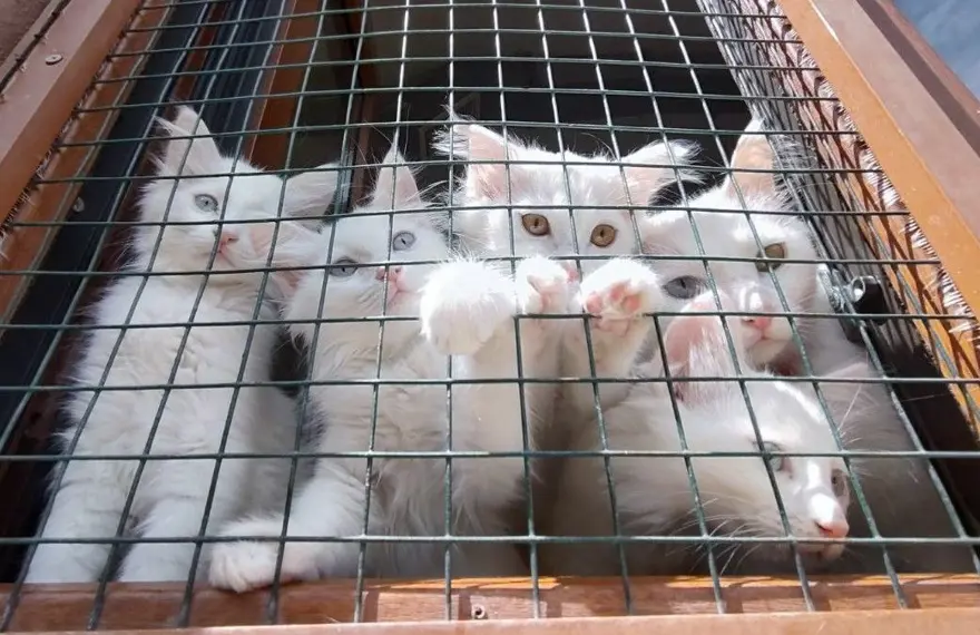 Van kedileri için koruma projesi: Yavru sayıları her yıl artacak 1 Van kedileri için koruma projesi: Yavru sayıları her yıl artacak 1