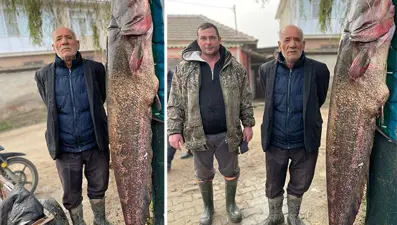 Meriç Nehri'nde dev yayın balığı yakalandı