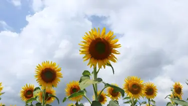Tekirdağ'da yerli ayçiçeği tohumu projesinde hasat zamanı